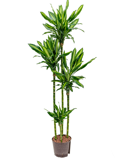 Hydroponiczna Dracena