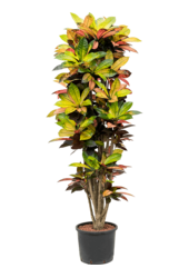 Hydroplant Kroton (codiaeum) iceton