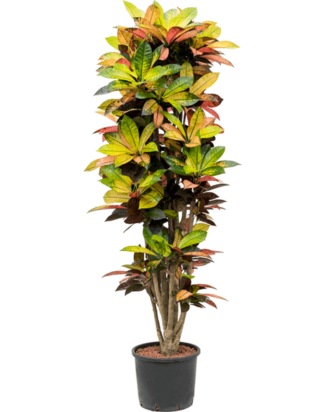 Hydroplant Codiaeum