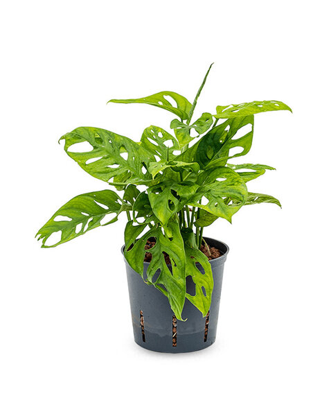 Hydroplant Monstera