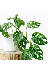 Hydroplant Monstera obliqua