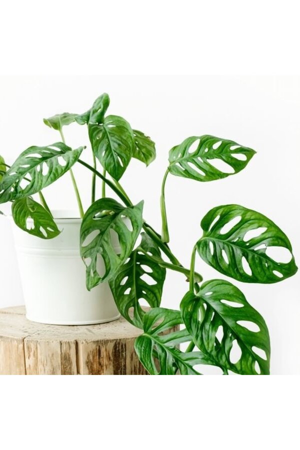 Hydroplant Monstera obliqua