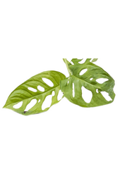 Hydroplant Monstera obliqua
