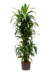 Roślina hydroponiczna Dracaena janet craig