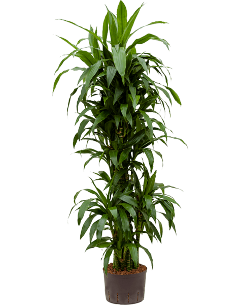 Roślina hydroponiczna Dracaena