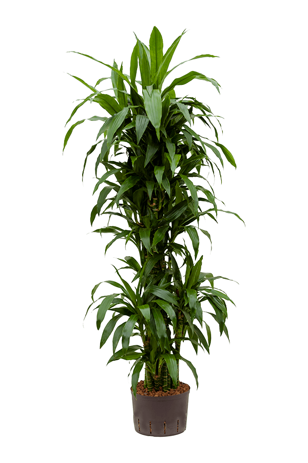 Roślina hydroponiczna Dracaena janet craig