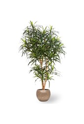 Sztuczna roślina Dracena w młotkowanej miedzi