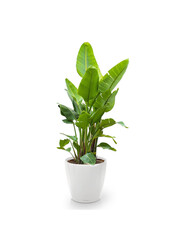 Strelitzia kingsize w Lechuza klasyczny XXXL - Kopia