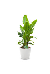 Strelitzia Kingsize w Samonawadniającej Classico