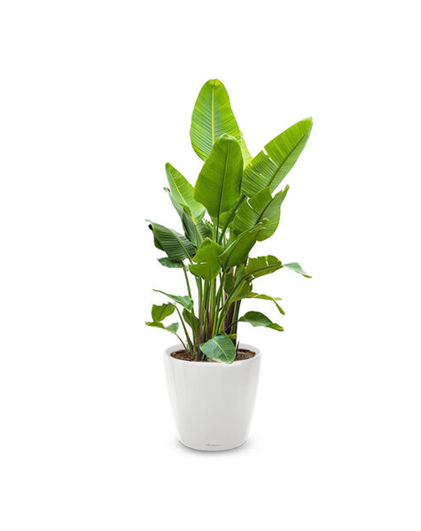 Lechuza Lechuza | Strelitzia