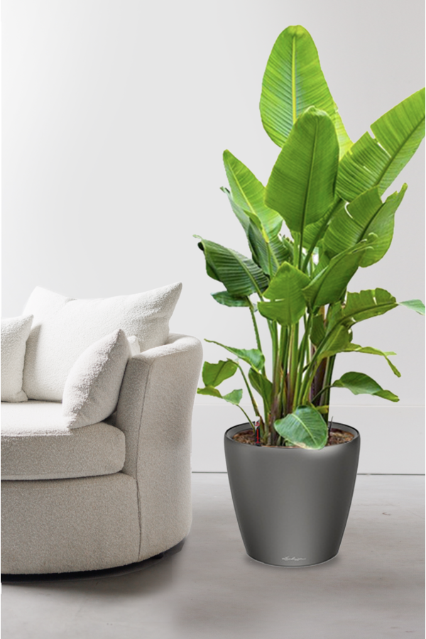 Strelitzia Kingsize w Samonawadniającej Classico
