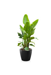Strelitzia Kingsize w Samonawadniającej Classico