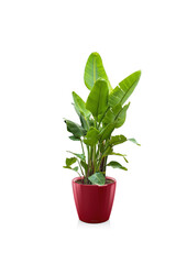 Strelitzia Kingsize w Samonawadniającej Classico