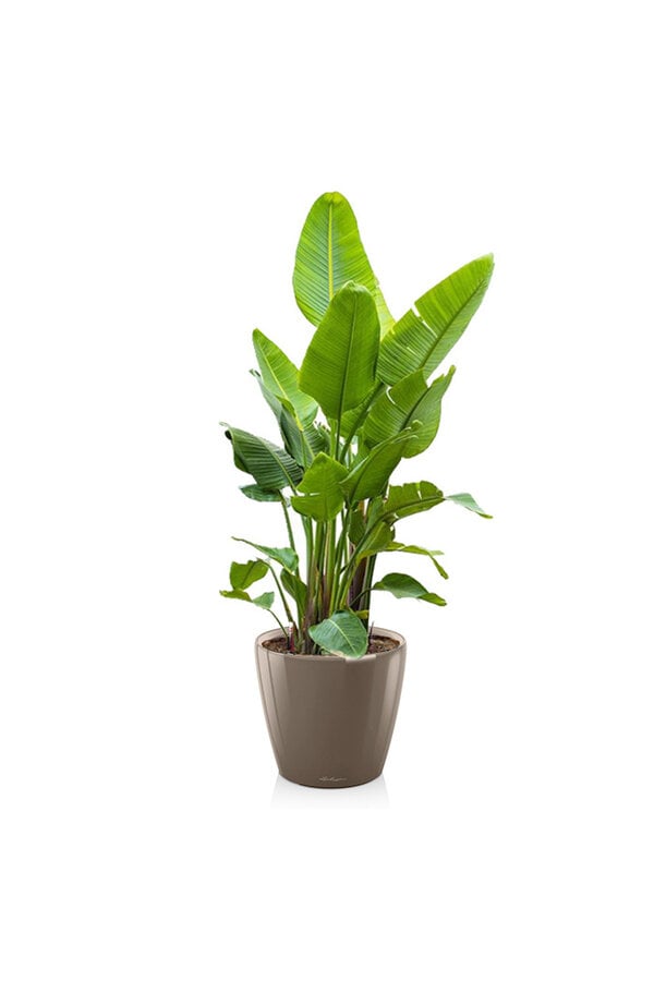 Strelitzia Kingsize w Samonawadniającej Classico