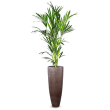 Luksusowa | Howea Forsteriana