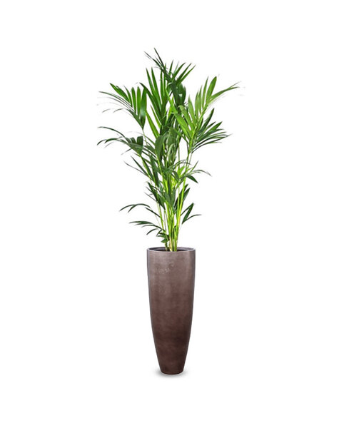 Luksusowa | Howea Forsteriana