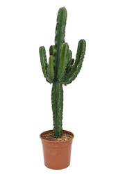 Euphorbia erytrea