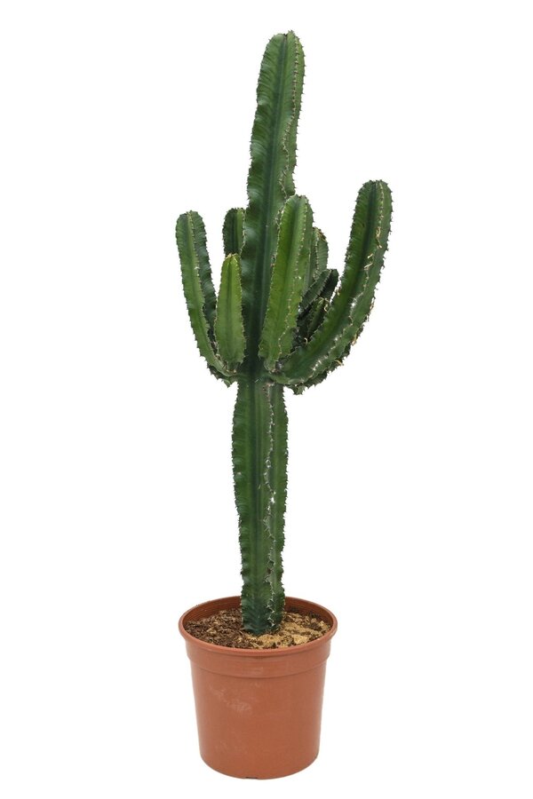 Euphorbia erytrea
