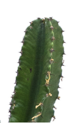 Euphorbia erytrea