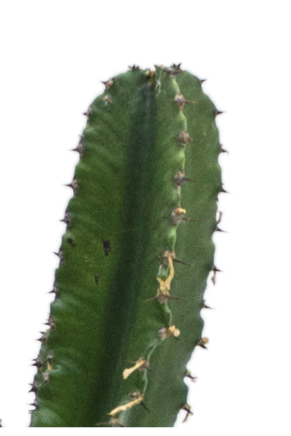 Euphorbia erytrea