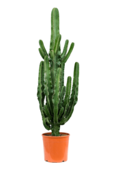 Euphorbia erytrea