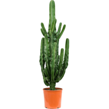 Euphorbia