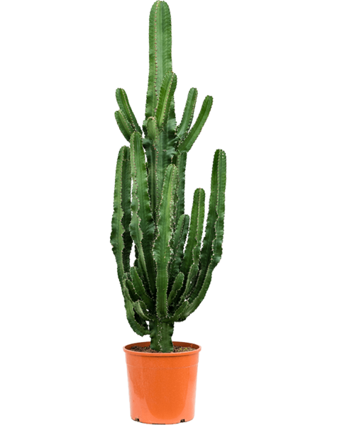 Euphorbia