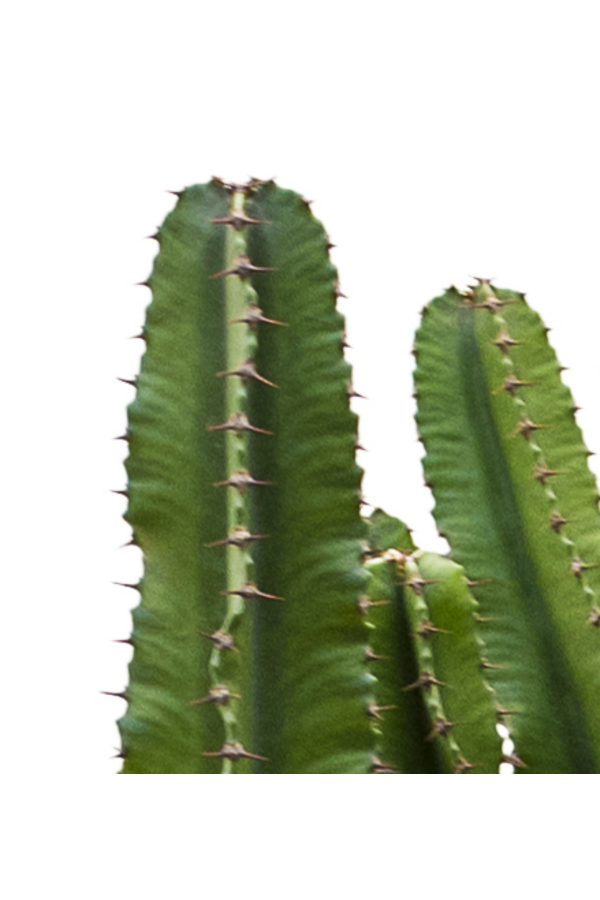 Euphorbia erytrea