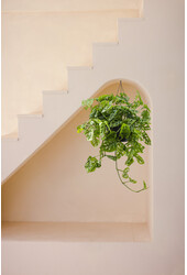 Monstera Obliqua