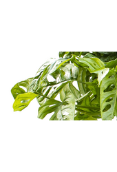 Monstera Obliqua