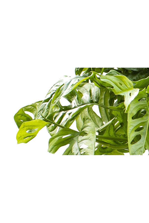 Monstera Obliqua