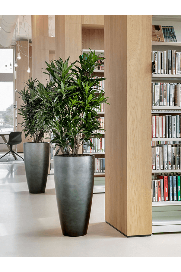 Messina Srebrny liść wysoki M