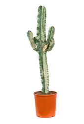 Euphorbia ingens L