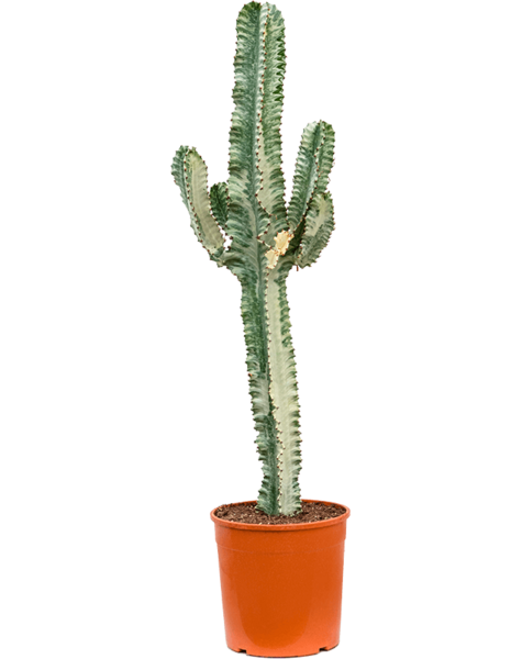 Euphorbia