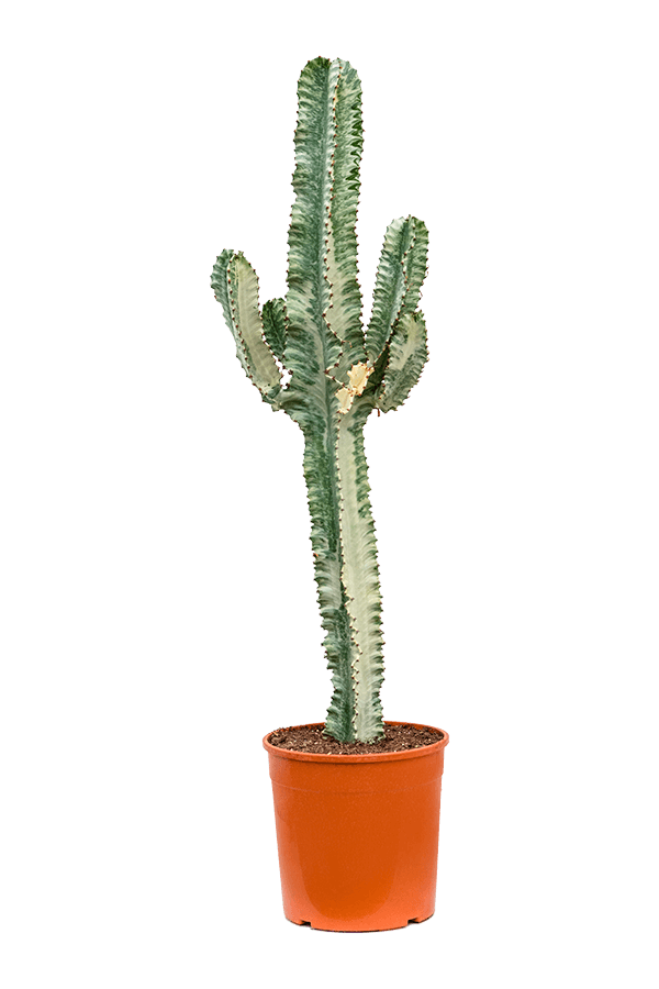 Euphorbia ingens L