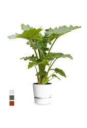 alocasia portadora w doniczce greenville