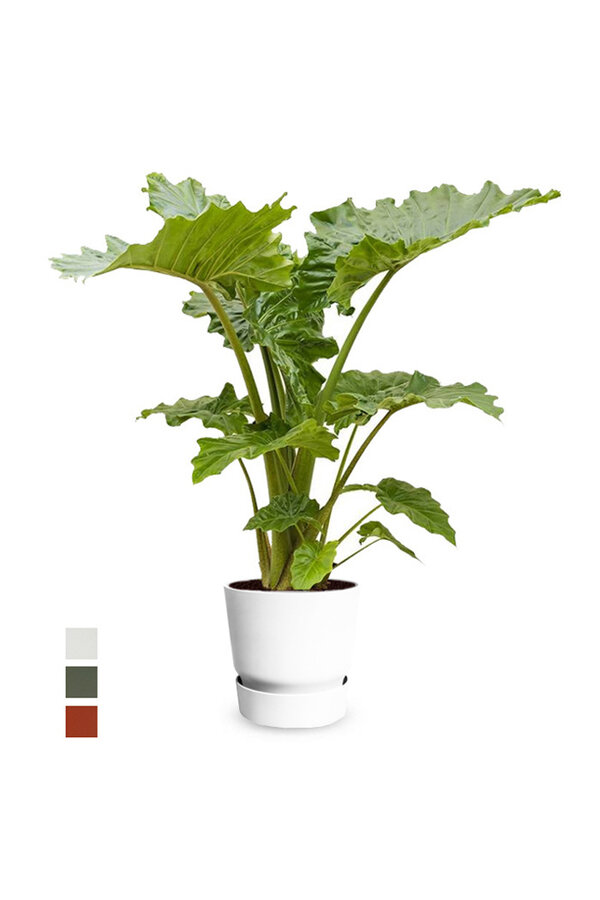 alocasia portadora w doniczce greenville