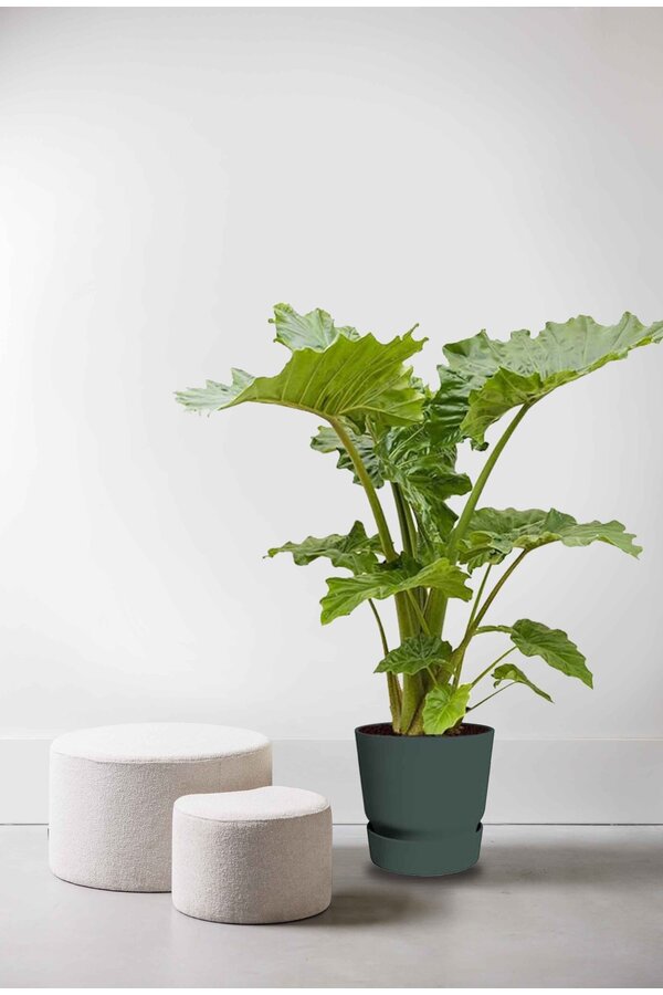 alocasia portadora w doniczce greenville