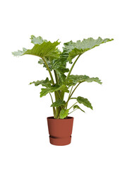 alocasia portadora w doniczce greenville