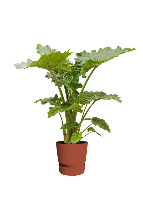 alocasia portadora w doniczce greenville