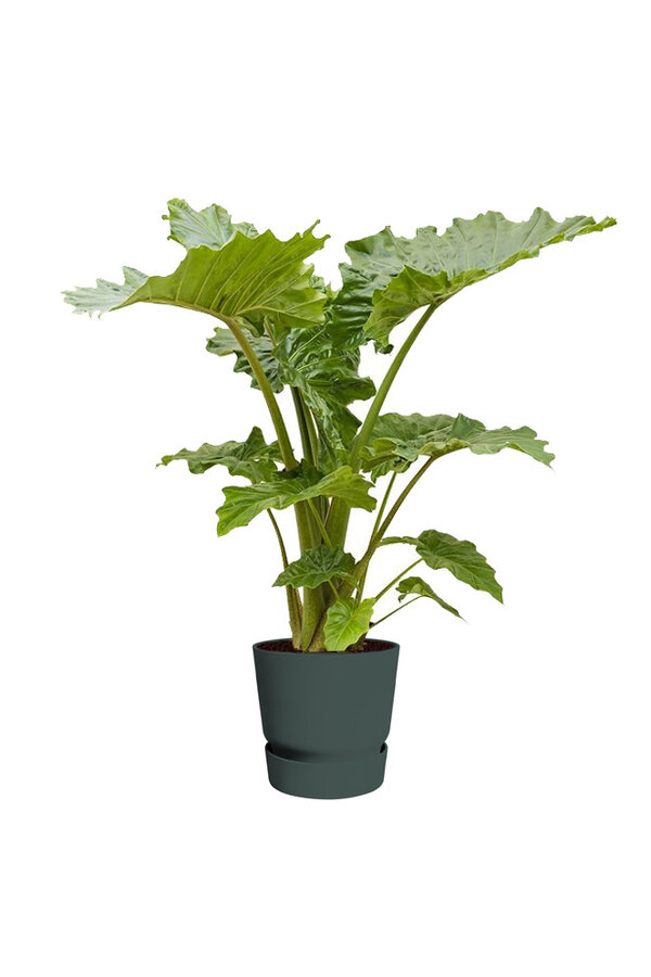 alocasia portadora w doniczce greenville