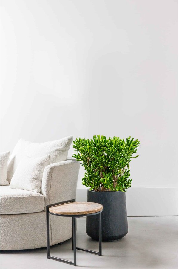 Crassula Horntree XXL