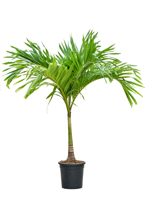 Veitchia KingSize