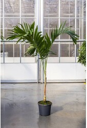 Veitchia KingSize
