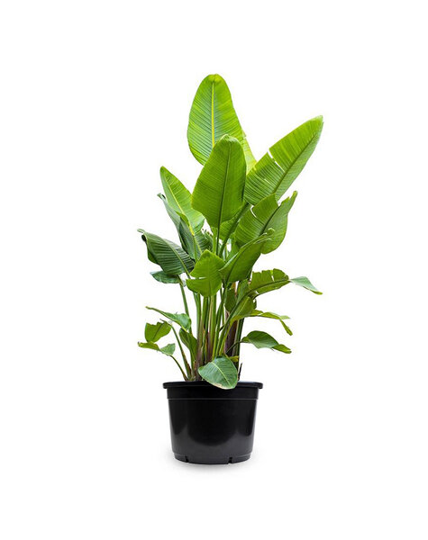 Strelitzia