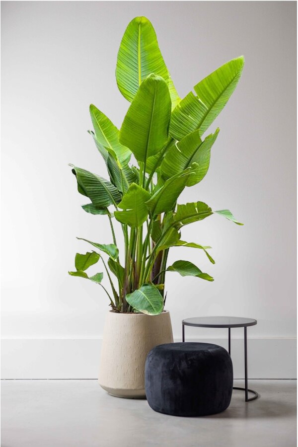 Strelitzia Nicolai KingSize