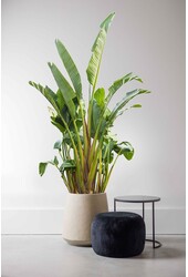 Strelitzia Nicolai KingSize