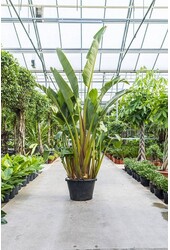 Strelitzia Nicolai KingSize