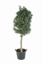 Podocarpus Pień KingSize