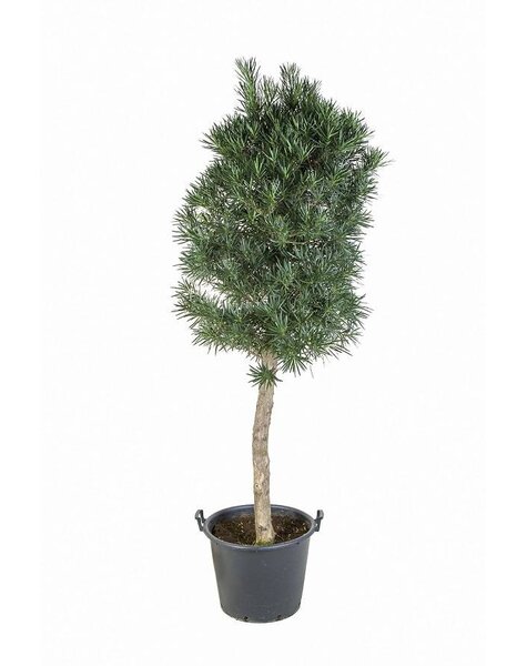 Podocarpus